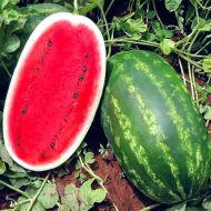 Кавун Роял Маджестік за 2 г