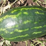 Арбуз Роял Маджестик за 2 г