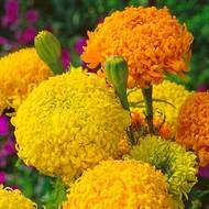 Бархатцы Фантастик (смесь) за 0,1 г