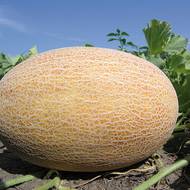 Дыня Бизан F1 за 8 сем.