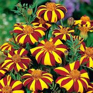 Чорнобривці Арлекін за 0,25 г