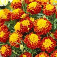 Чорнобривці Бой за 0,3 г