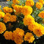 Чорнобривці Валенсія за 0,25 г