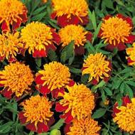 Чорнобривці Голд Копфен за 0,3 г