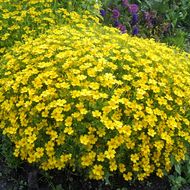 Чорнобривці Лу-Лу за 0,2 г