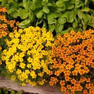 Чорнобривці тонколисті сумішза за 0,05 г