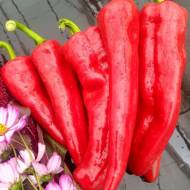 Перець солодкий Водолій