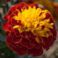 Бархатцы бой Гармония за 0,1 г