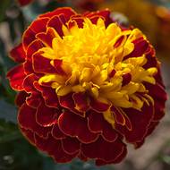 Бархатцы бой Гармония за 0,1 г