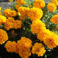 Бархатцы Валенсия за 0,25 г