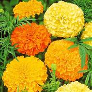 Бархатцы высокорослые смесь за 0,3 г