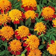 Бархатцы Голд Копфен за 0,3 г