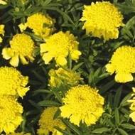 Бархатцы Карликовые желтые за 0,3 г