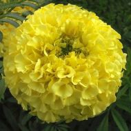 Бархатцы лимонные за 0,3 г
