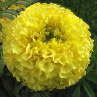 Бархатцы лимонные за 0,3 г