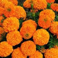Бархатцы оранжевые за 0,3 г