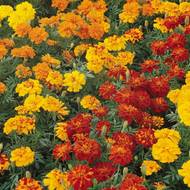 Бархатцы тонколистные смесь за 0,05 г