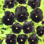 Виола Черный король за 0,05 г