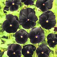 Виола Черный король за 0,05 г