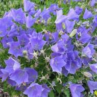 Колокольчик карпатський голубой за 0,01 г