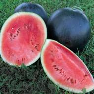 Арбуз Черногорец за 2 г