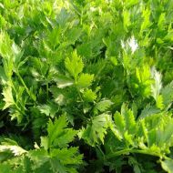 Селера листова за 0,2 г