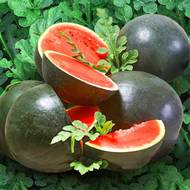 Арбуз Тюльпан за 2 г