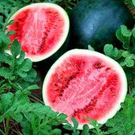 Арбуз Сахарный малыш