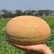 Диня Мазін F1 за 8 нас.