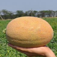 Дыня Мазин F1 за 8 сем.