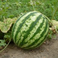 Кавун Скарб за 1,5 г