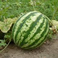 Арбуз Сокровище за 1,5 г