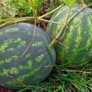 Арбуз Звездный за 1,5 г