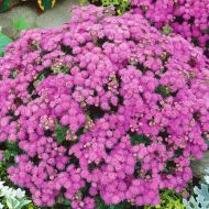 Агератум Розовый за 0,1 г