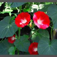 Ипомея красная за 0,5 г