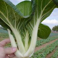 Капуста Пак Чой за 0,5 г