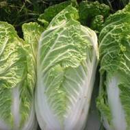 Капуста пекинская Мишель за 1 г