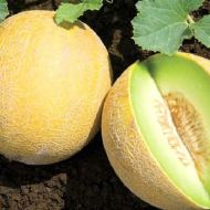 Дыня Сладкие ласки за 2 г