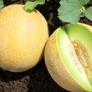 Дыня Сладкие ласки за 2 г