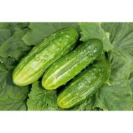 Огірок Журавльонок F1 за 0,5 г