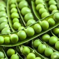 Горох Самі з вусами