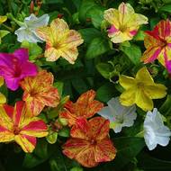 Мирабилис Ночная красавица за 1 г