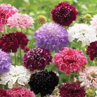 Скабиоза (смесь) за 0,2 г