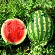 Арбуз Альянс за 2 г