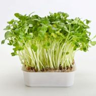 Салат Кресс-салат