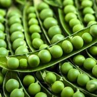 Горох Адагумский