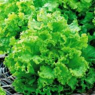 Салат Австралійський за 1 г