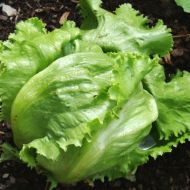 Салат Большие озера за 0,3 г