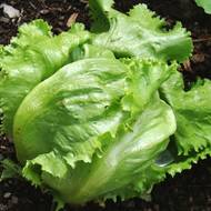 Салат Большие озера за 0,3 г