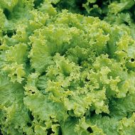 Салат Гранд Рапідс за 1 г